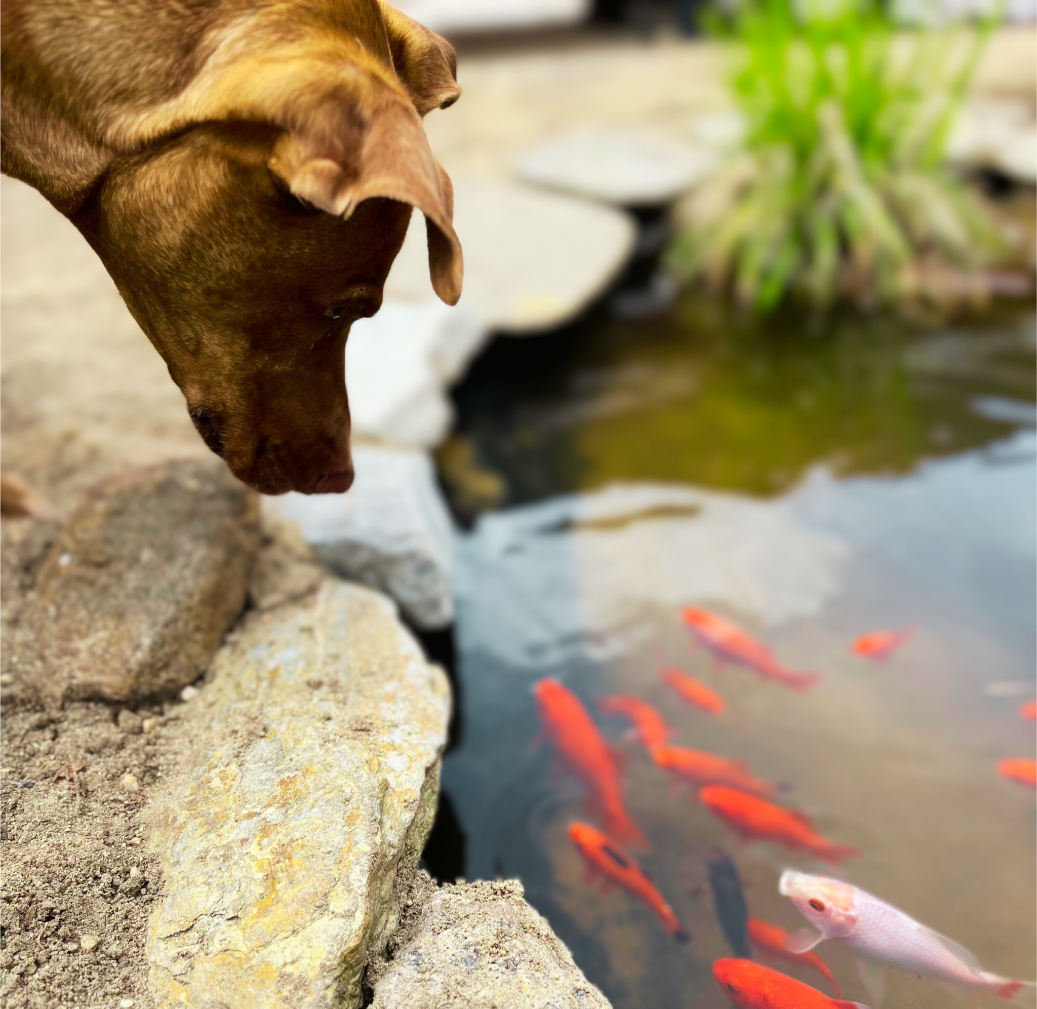 Our dog Maggie looking at the fish in our homemade pond