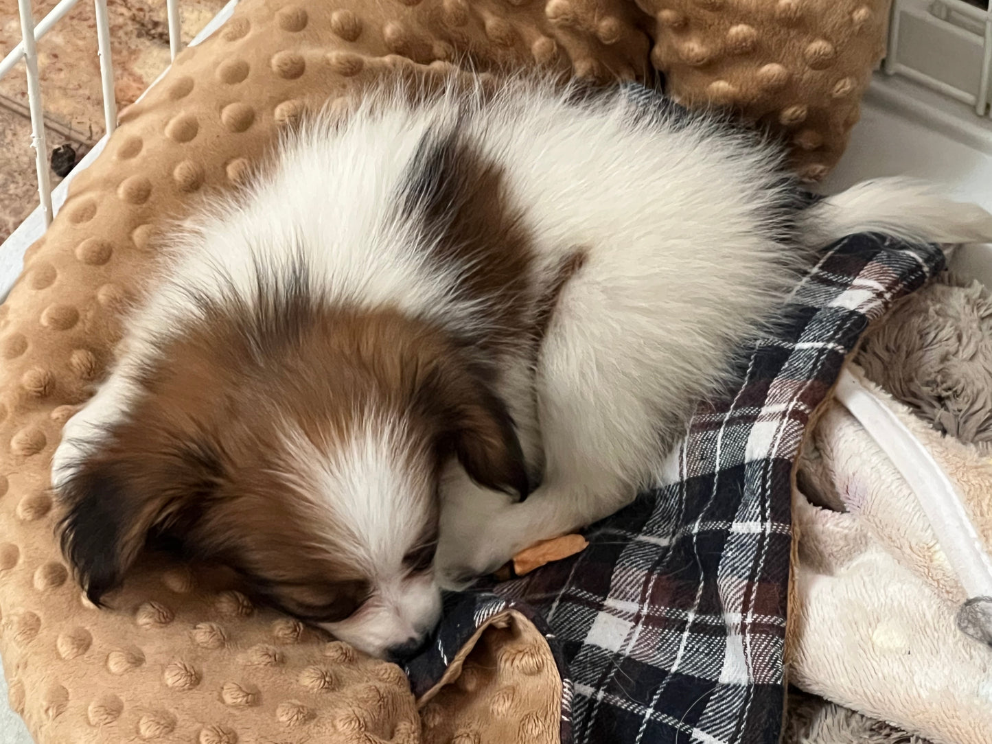 Snug-a-Pup Dog Pillow